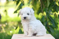 Easton, a male Maltipoo for sale in Newmanstown, PA – 2 of 4