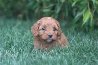 Tate, a male Cavapoo for sale in Newmanstown, PA – 2 of 2