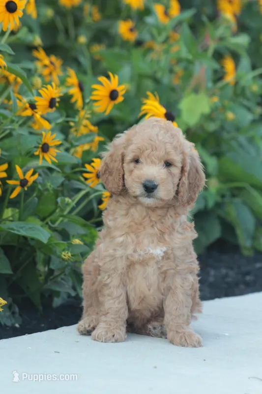 Axel – Miniature Goldendoodle puppy for sale in Newmanstown, PA