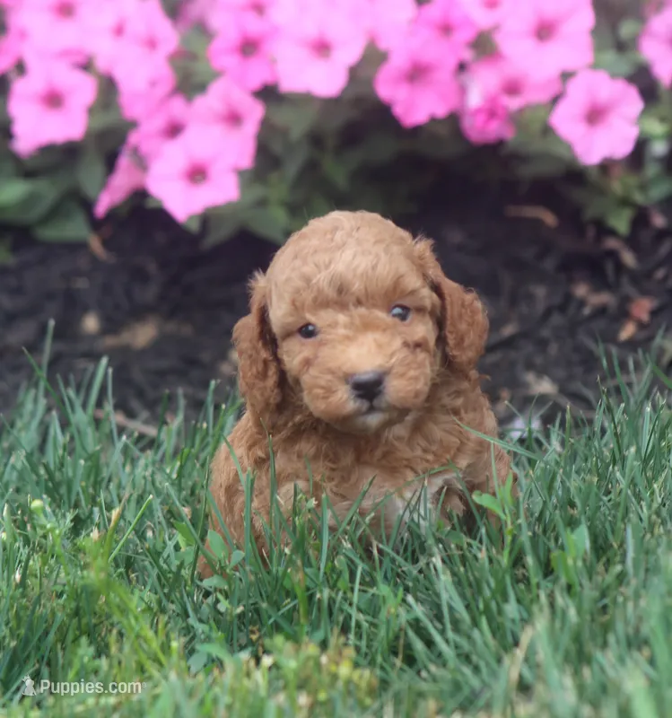 Rex – Poodle - Toy  puppy for sale in Newmanstown, PA