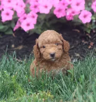 Rex, a female Poodle - Toy  for sale in Newmanstown, PA – 1 of 1
