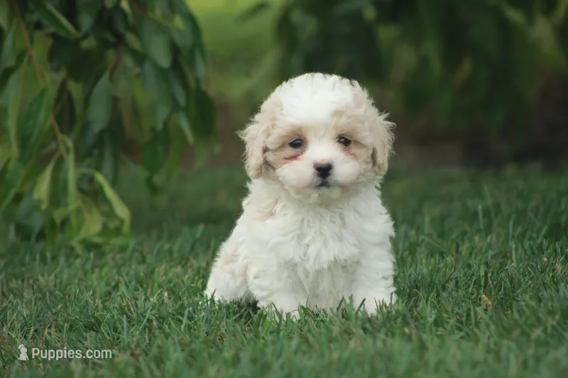 Cassie – Poodle - Miniature , Shichon puppy for sale in Newmanstown, PA