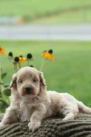 Felix, a male Maltipoo for sale in Newmanstown, PA – 2 of 2