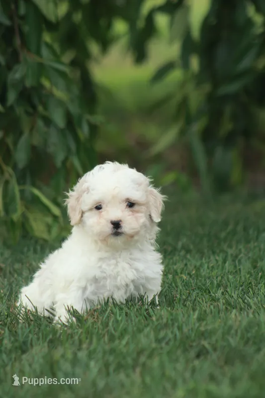 Caroline – Poodle - Toy , Shichon puppy for sale in Newmanstown, PA