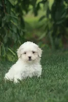Caroline, a female Poodle - Toy  and Shichon for sale in Newmanstown, PA – 1 of 2