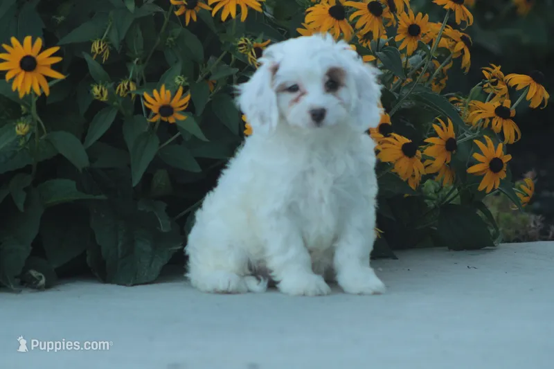 Kody – Cavapoo puppy for sale in Newmanstown, PA