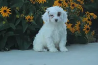 Kody, a male Cavapoo for sale in Newmanstown, PA – 1 of 2
