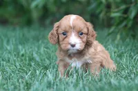 Ty, a male Cavapoo for sale in Newmanstown, PA – 2 of 2