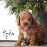 Sophie, a female Goldendoodle for sale in Newmanstown, PA – 1 of 1