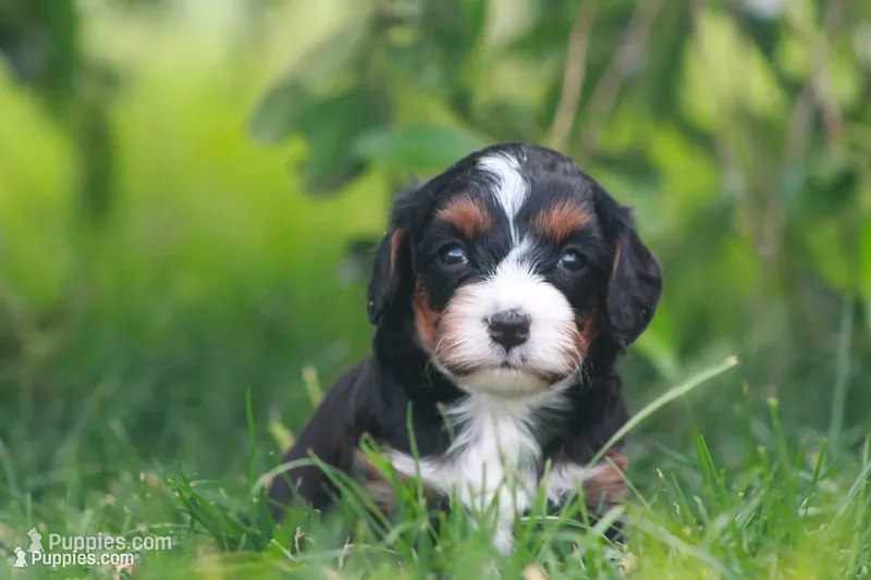 Kove – Cavapoo puppy for sale in Newmanstown, PA