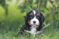 Kove, a male Cavapoo for sale in Newmanstown, PA – 2 of 2