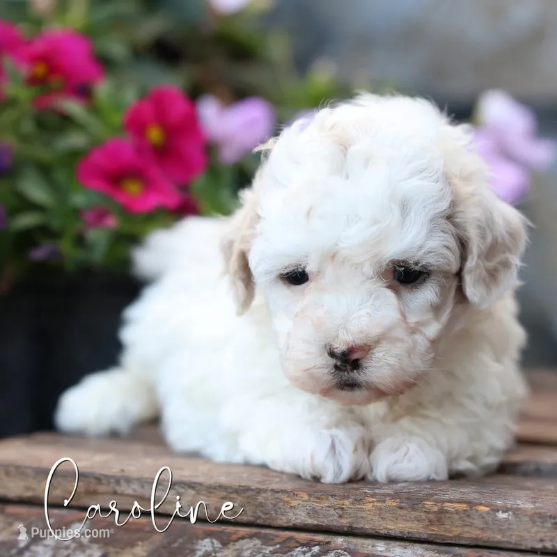 Caroline – Poodle - Miniature , Shichon puppy for sale in Newmanstown, PA