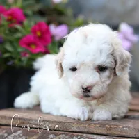 Caroline, a female Poodle - Miniature  and Shichon for sale in Newmanstown, PA – 1 of 1