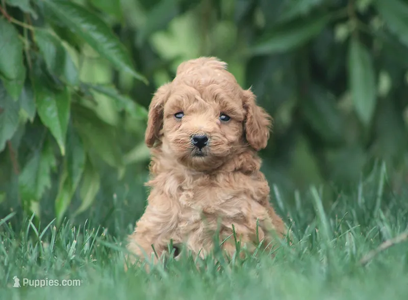 Brinx – Cavapoo puppy for sale in Newmanstown, PA