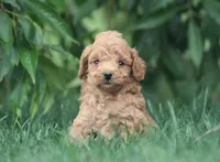 Brinx, a male Cavapoo for sale in Newmanstown, PA – 1 of 1