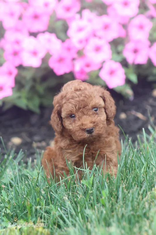 Rosie – Poodle - Toy  puppy for sale in Newmanstown, PA