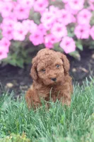 Rosie, a female Poodle - Toy  for sale in Newmanstown, PA – 1 of 1