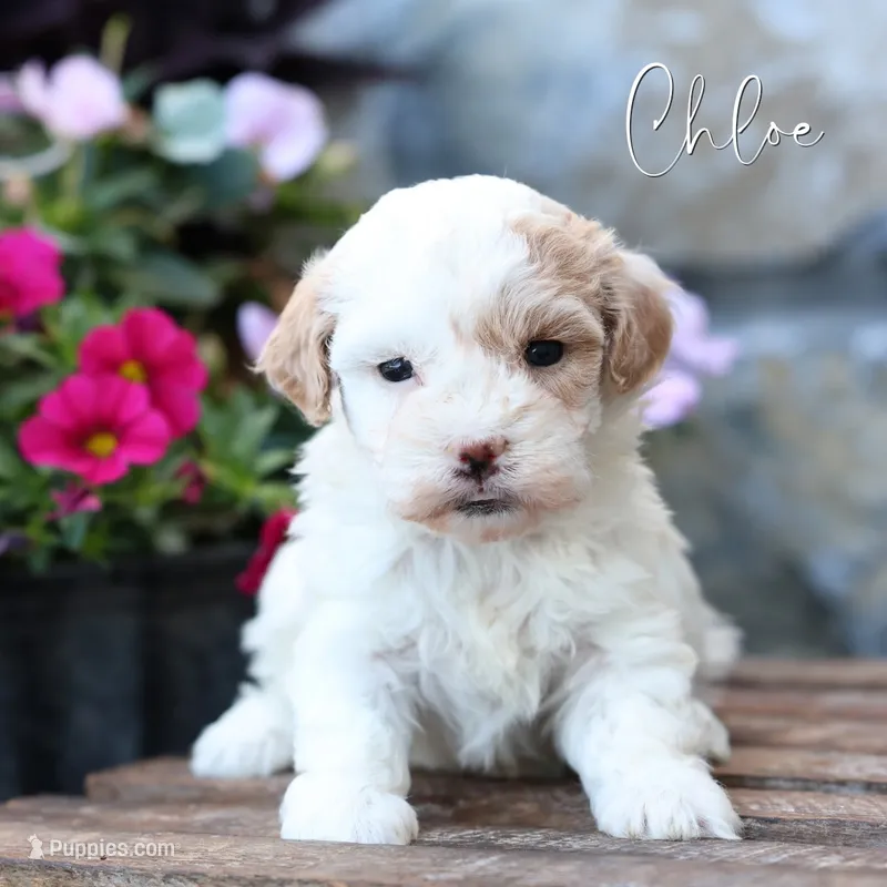 Chloe – Poodle - Miniature , Shichon puppy for sale in Newmanstown, PA
