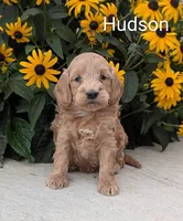 Hudson, a male Miniature Goldendoodle for sale in Newmanstown, PA – 1 of 1