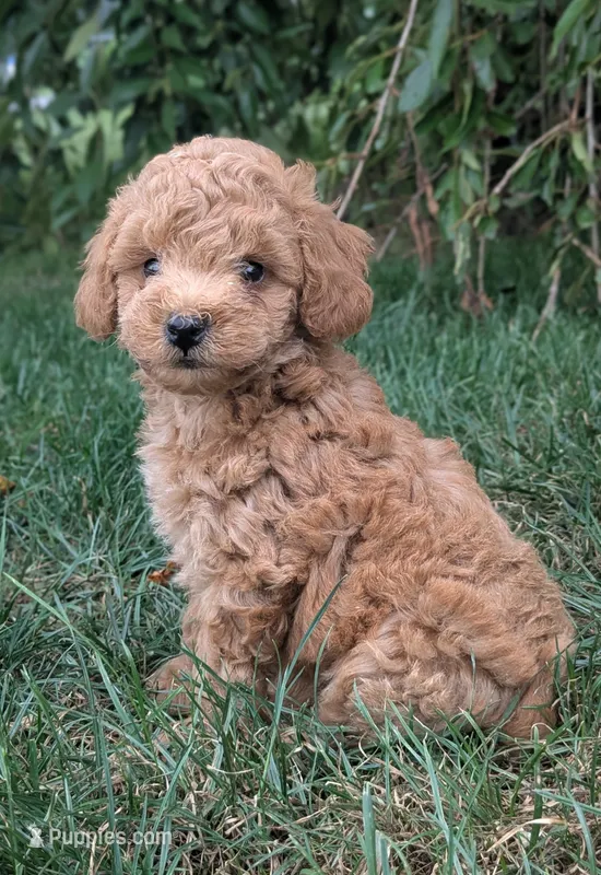 Brinx – Cavapoo puppy for sale in Newmanstown, PA