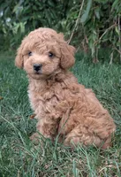 Brinx, a male Cavapoo for sale in Newmanstown, PA – 1 of 1