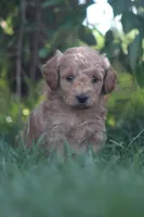Ace, a male Miniature Goldendoodle for sale in Newmanstown, PA – 2 of 2