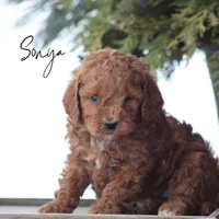 Sonya, a female Goldendoodle for sale in Newmanstown, PA – 1 of 1