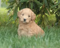 Helena, a female Miniature Goldendoodle for sale in Newmanstown, PA – 1 of 1