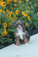 Tracy, a female Cavapoo for sale in Newmanstown, PA – 1 of 1