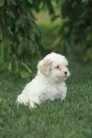 Caroline, a female Poodle - Miniature  and Shichon for sale in Newmanstown, PA – 2 of 2