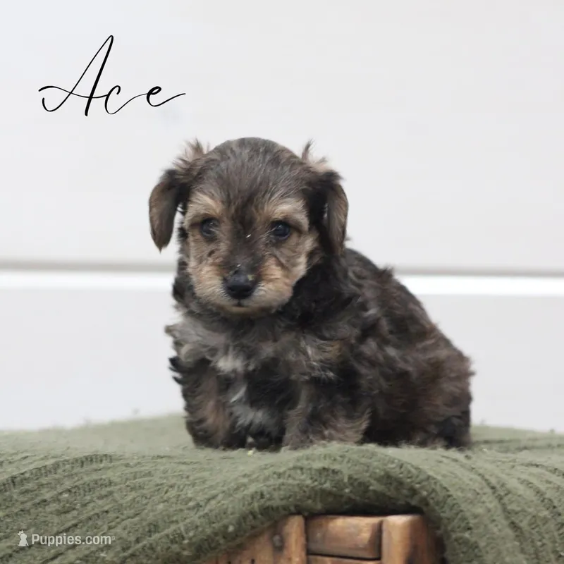 Ace – Yorkipoo puppy for sale in Newmanstown, PA
