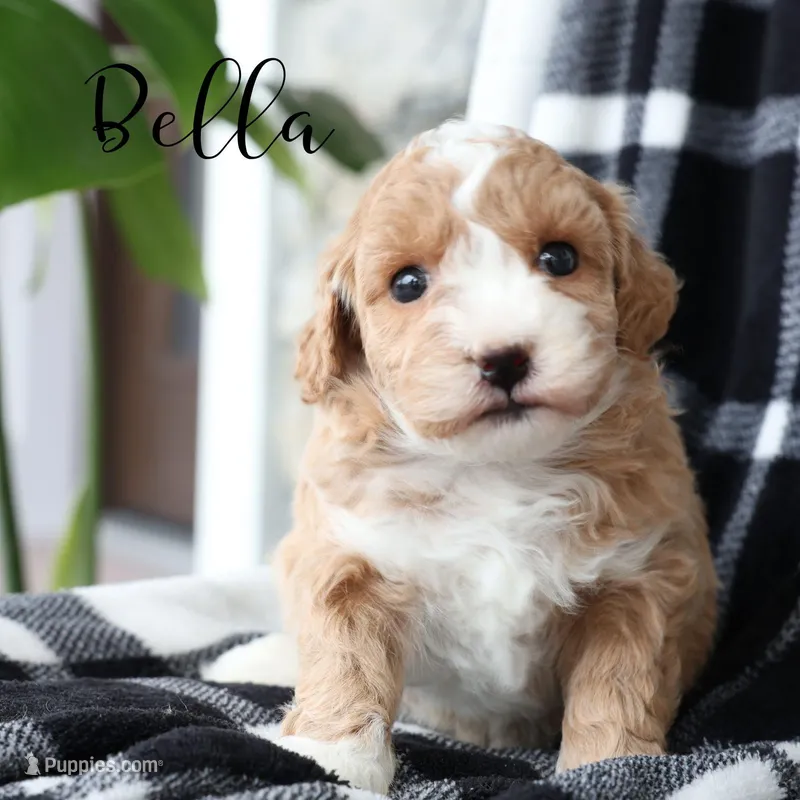 Bella – Maltipoo puppy for sale in Newmanstown, PA