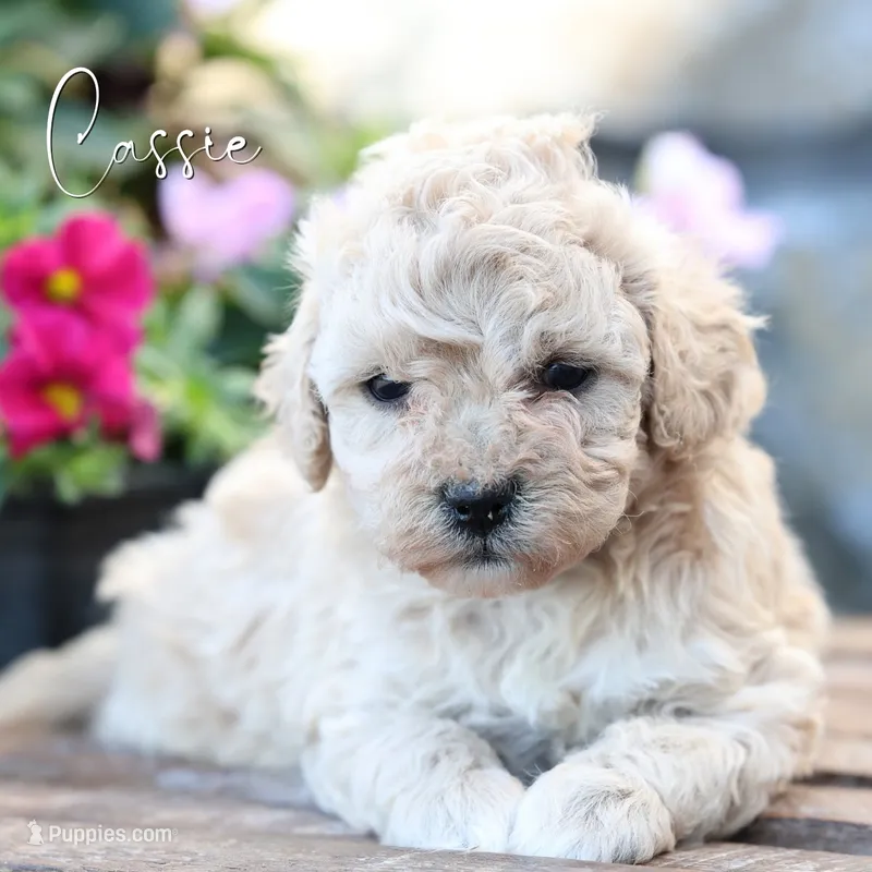 Cassie – Poodle - Miniature , Shichon puppy for sale in Newmanstown, PA