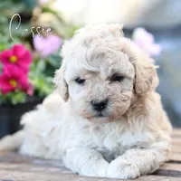 Cassie, a female Poodle - Miniature  and Shichon for sale in Newmanstown, PA – 1 of 1