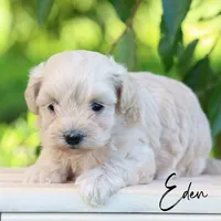 Eden, a male Maltipoo for sale in Newmanstown, PA – 3 of 4