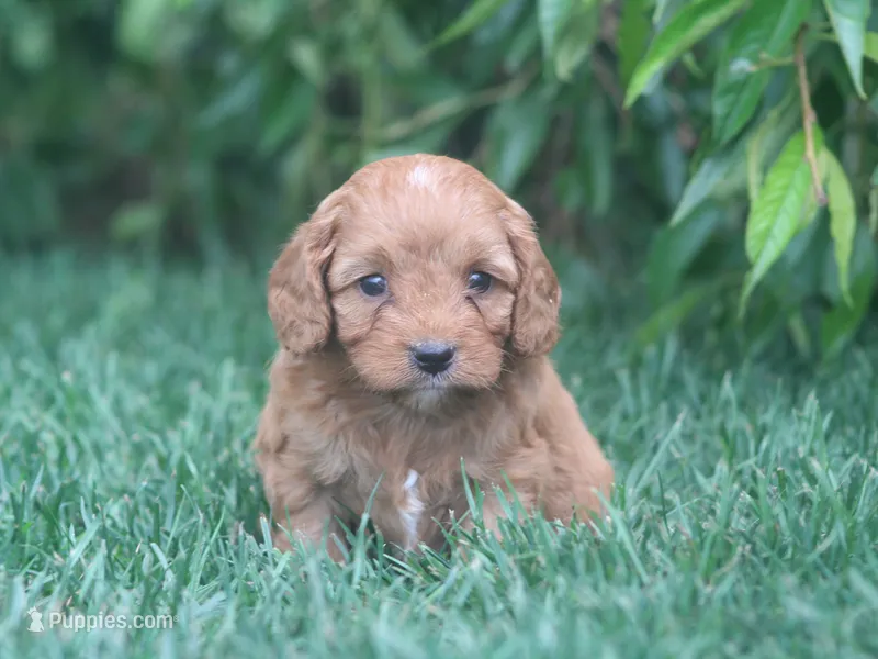 Tate – Cavapoo puppy for sale in Newmanstown, PA