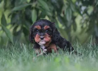 Jade, a female Cavapoo for sale in Newmanstown, PA – 2 of 2