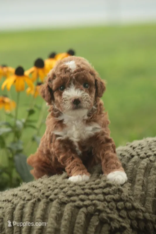 Willow – Poodle - Toy  puppy for sale in Newmanstown, PA