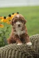Willow, a female Poodle - Toy  for sale in Newmanstown, PA – 1 of 1