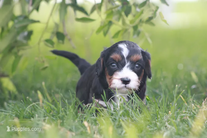Kove – Cavapoo puppy for sale in Newmanstown, PA