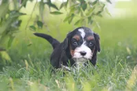 Kove, a male Cavapoo for sale in Newmanstown, PA – 1 of 2
