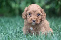 Tisha, a female Cavapoo for sale in Newmanstown, PA – 1 of 1