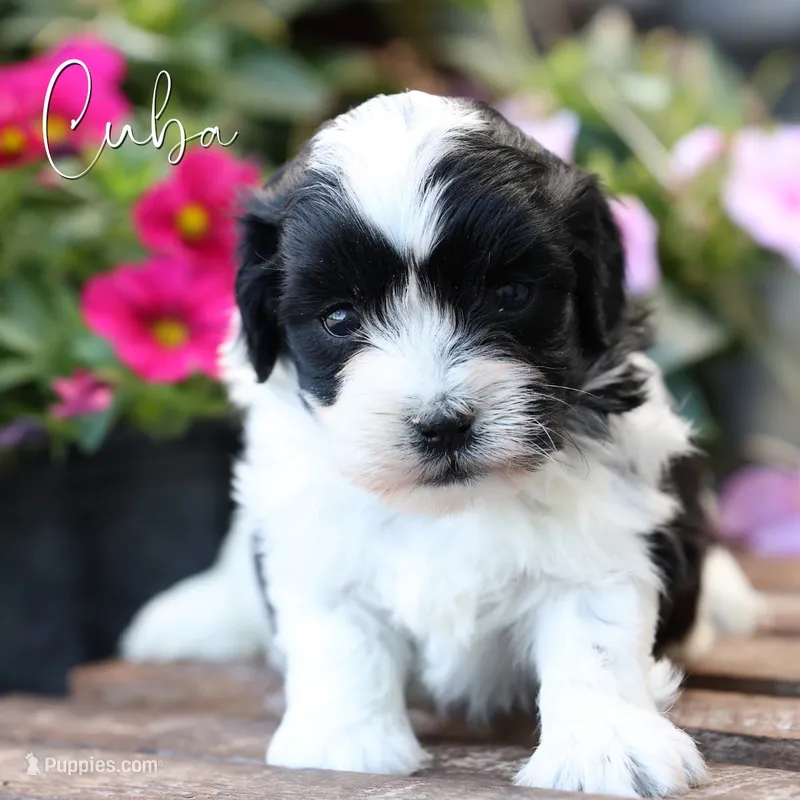 Cuba – Poodle - Miniature , Shichon puppy for sale in Newmanstown, PA