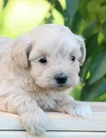 Eden, a male Maltipoo for sale in Newmanstown, PA – 1 of 4