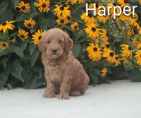 Harper, a male Miniature Goldendoodle for sale in Newmanstown, PA – 1 of 1