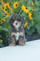 Trinity, a female Cavapoo for sale in Newmanstown, PA – 1 of 1