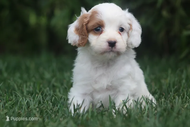 Tessa – Cavapoo puppy for sale in Newmanstown, PA