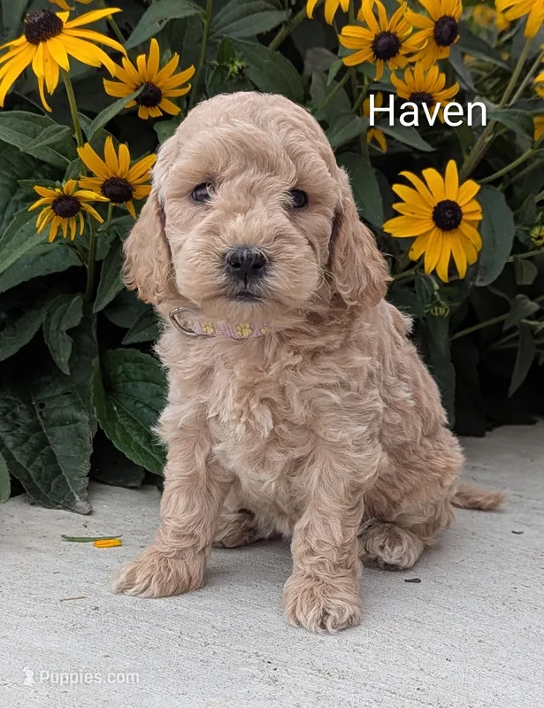 Haven – Miniature Goldendoodle puppy for sale in Newmanstown, PA