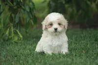 Cassie, a female Poodle - Toy  and Shichon for sale in Newmanstown, PA – 1 of 2