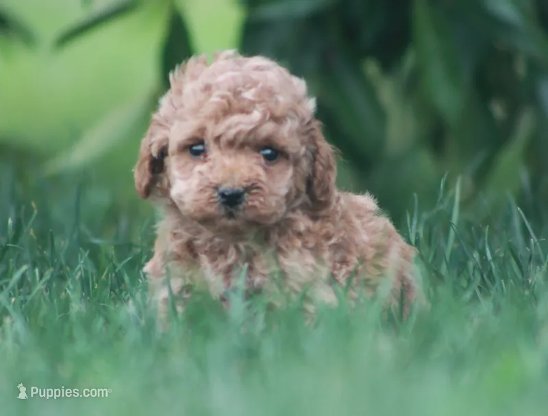 Bronx – Cavapoo puppy for sale in Newmanstown, PA